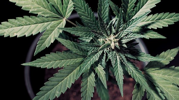 Explorez l'opportunité : Devenir revendeur de chanvre en France